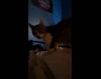 Cat jumps and sniffs corner of bed