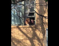 Woman and dog waiting for boyfriend 