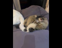 Cat licks the tail of the dog