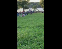 Brown white hamster animal costume park grass