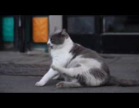 Chonky cat couldnt reach to scratch and groom