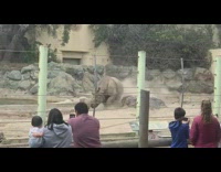 Rhino plays with a big ball pushes it with its head