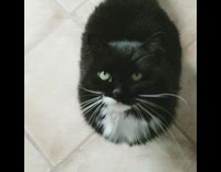 Black white cat meows for ice cube