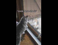 Upset cat hits new puppy 