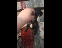 Puppy stands and reach for its treats