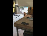 Pet cat meows loudly on wild cat outside glass door