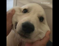 Girl pulls squishes cheeks brown dog 