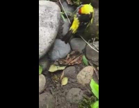 Bird sleep on rock interrupted by man