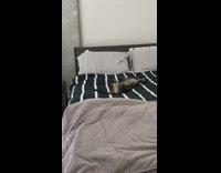 Kitten cat pink collar rolls around bed 