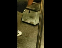 Guy cleans turtle tank 