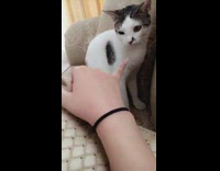 Black white cat bite finger throw up