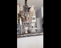Cat walks across kitchen counter