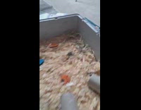 Hamster hides under the bedding and emerges