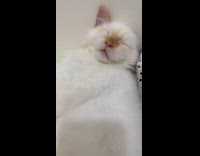 Sleepy tired white cat snores while sleeping