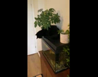 Cat sits on aquarium like a statue