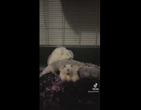 White mouse tucked in blanket eat cheese