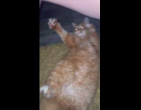 Large ginger cat stomach played by owner