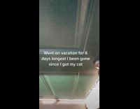 Cat meows at girl after she returns from vacation 