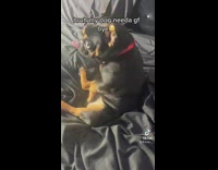 Black dog sitting in bed scratching its crotch 