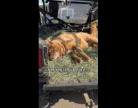Corgi jumps and fails to climb golf cart