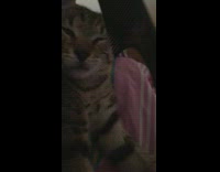 Kitten pushes comb away 