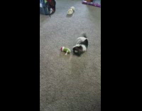 Pet dog bites the toy pickle with Santa hat