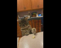 Cat on chair hesitant to take bread