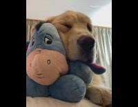 Collab Pets For All - Golden retriever dog hugs Eeyore plush toy and goes to sleep
