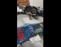 Black brown puppy lick milk from bottle