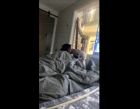 Dog humps man leg under gray blanket