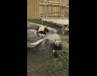 Panda on rock roll down into hammock