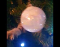 Kitten hangs on Christmas tree plays decorations