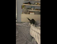 Kitten jumps while biting blanket on bed 