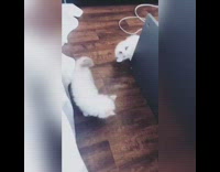 Two white kittens distract guy building furniture 