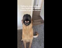 Woman tells dog toilet paper joke