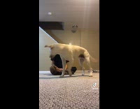 Pretending to call your dog and ignoring it challenge girl 