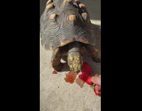 Pet turtle eats strawberries given by the filmer