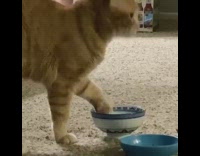 Cat dips paw water blue white bowl