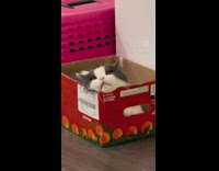 Cat inside box head rest on corner