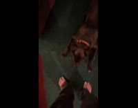 Dog with zoomies run then stops near filmer