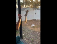 Squirrel keep climbing screen even when pushed