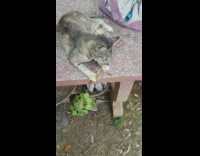 Stray cat eat plat root stone bench