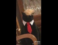 Collab BitchMP - Black cat red tie suit white collar