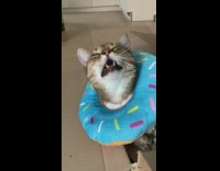 Cat sneeze slow motion donut collar box