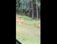 Deer herd on side of the road