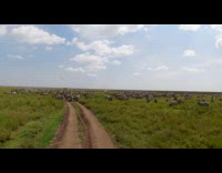 Huge lion jumps in group of zebra