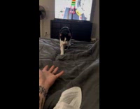 Submitter plays fetch with cat using mouse toy