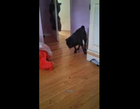 Black pug keeps on licking walk around