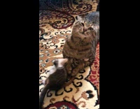 Collab Clips mpugc - Older cat leaves small kitten in chokehold