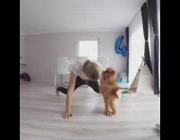 Brown Dog Clings To Black Pants Woman Doing Yoga